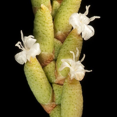 Muellerolimon salicorniaceum unspecified picture