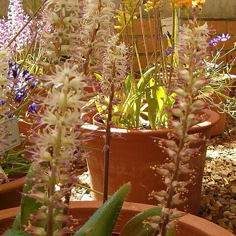 Lachenalia comptonii unspecified picture