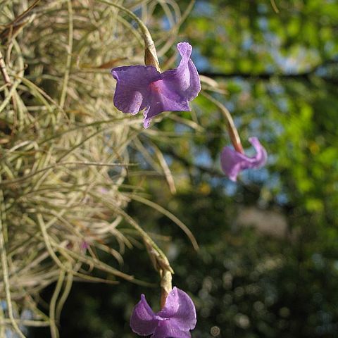 Tillandsia mallemontii unspecified picture