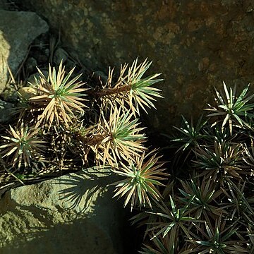 Acantholimon lycopodioides unspecified picture