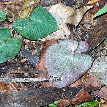 Acianthus fornicatus unspecified picture