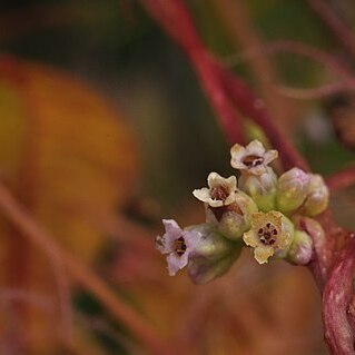 Cuscuta monogyna unspecified picture