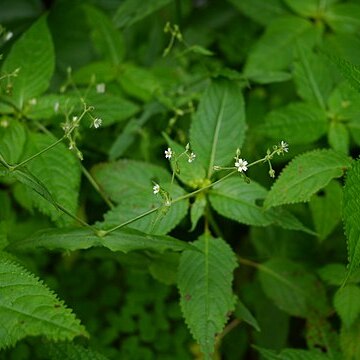 Stellaria monosperma unspecified picture