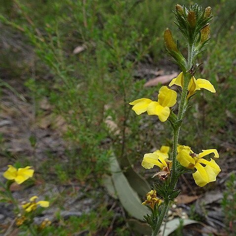 Goodenia bellidifolia unspecified picture