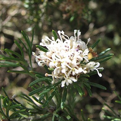 Grevillea crithmifolia unspecified picture