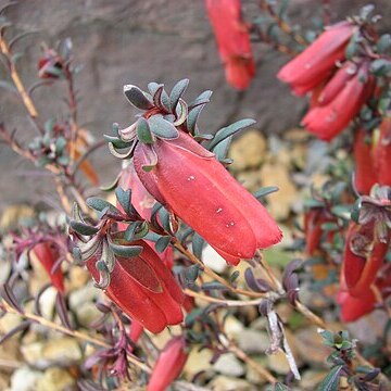 Darwinia hypericifolia unspecified picture