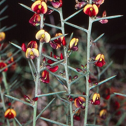 Daviesia genistifolia unspecified picture