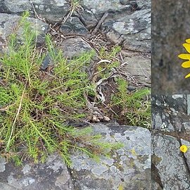 Neja pinifolia unspecified picture