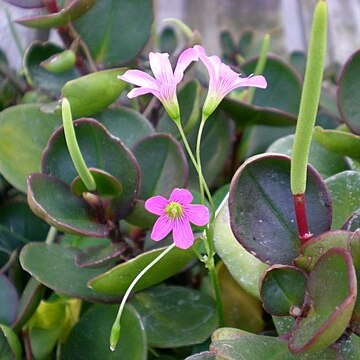 Peperomia clusiifolia unspecified picture