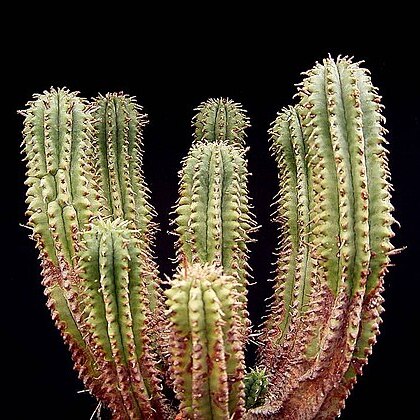 Euphorbia inconstantia unspecified picture