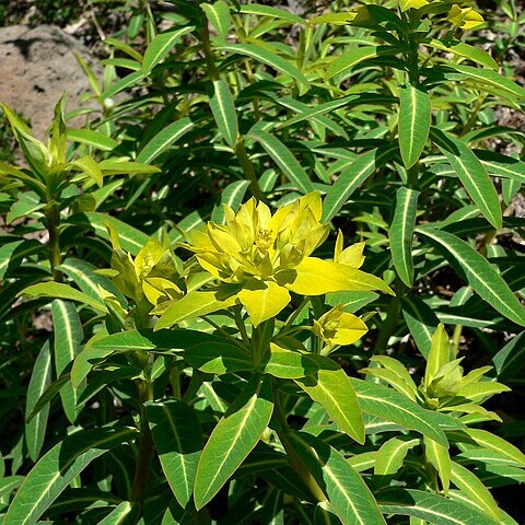 Euphorbia jacquemontii unspecified picture