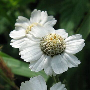 Achillea salicifolia unspecified picture