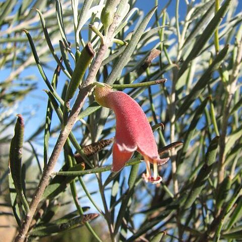 Eremophila oppositifolia unspecified picture