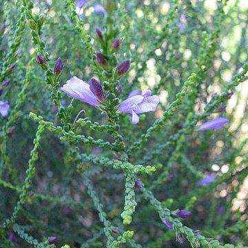 Eremophila gibbifolia unspecified picture