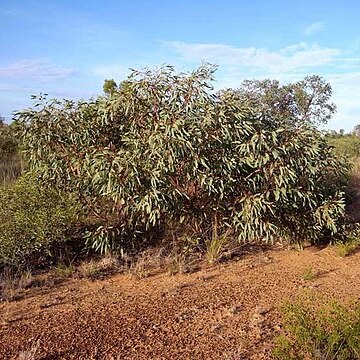 Eucalyptus ammophila unspecified picture