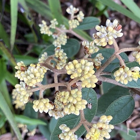 Pomaderris andromedifolia unspecified picture