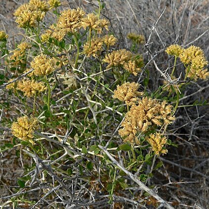 Amphipappus fremontii unspecified picture