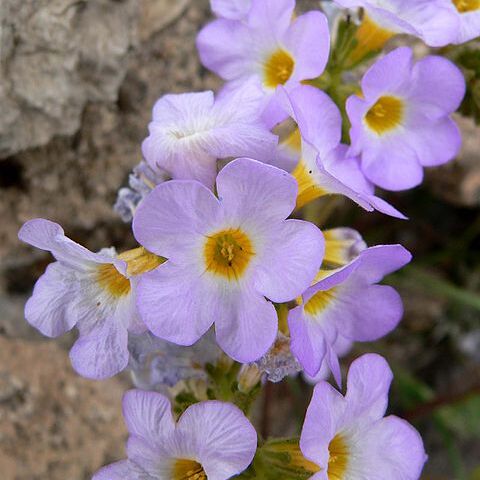 Phacelia fremontii unspecified picture