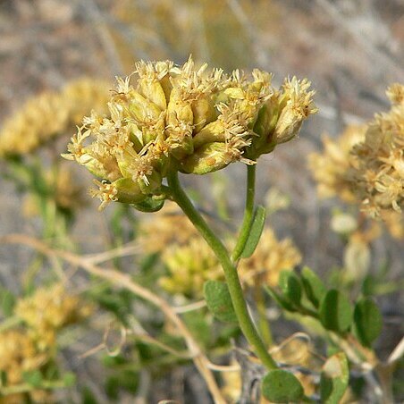 Amphipappus unspecified picture