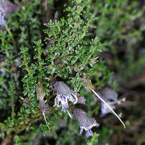 Prostanthera serpyllifolia unspecified picture