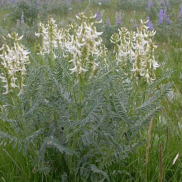 Astragalus drummondii unspecified picture