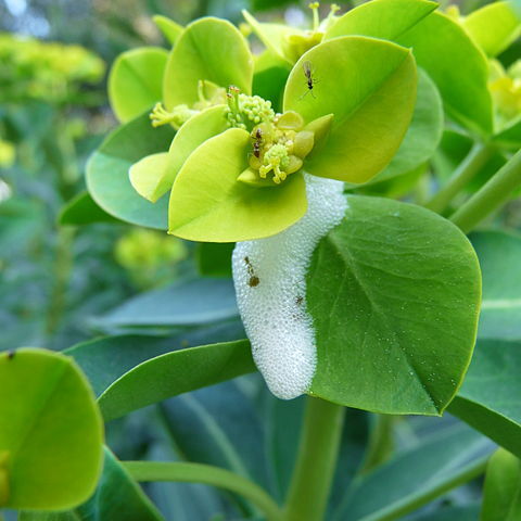 Euphorbia margalidiana unspecified picture