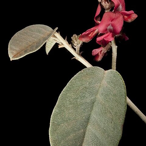 Indigofera monophylla unspecified picture