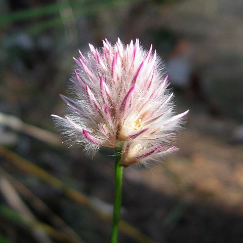 Ptilotus drummondii unspecified picture