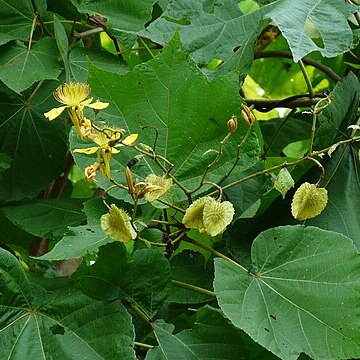 Erinocarpus nimmonii unspecified picture