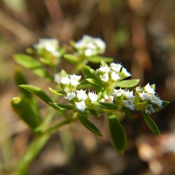 Paronychia drummondii unspecified picture