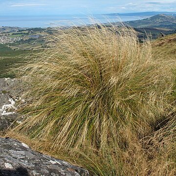 Chionochloa rigida unspecified picture