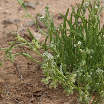 Pectocarya heterocarpa unspecified picture