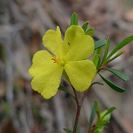 Hibbertia monogyna unspecified picture