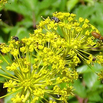 Thapsia nitida unspecified picture