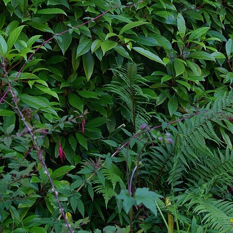 Rosa arabica unspecified picture