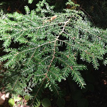 Pinaceae unspecified picture