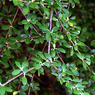 Olearia fimbriata unspecified picture