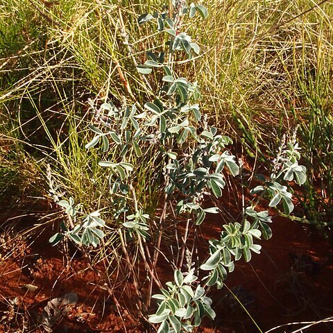 Indigofera psammophila unspecified picture