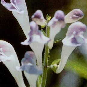 Scutellaria montana unspecified picture