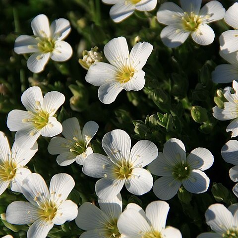 Saxifraga moncayensis unspecified picture