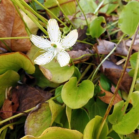 Parnassia grandifolia unspecified picture