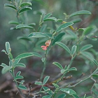 Indigofera oblongifolia unspecified picture