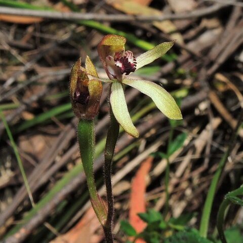 Caladenia transitoria unspecified picture