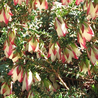 Darwinia macrostegia unspecified picture