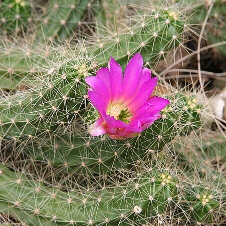 Echinocereus cinerascens unspecified picture