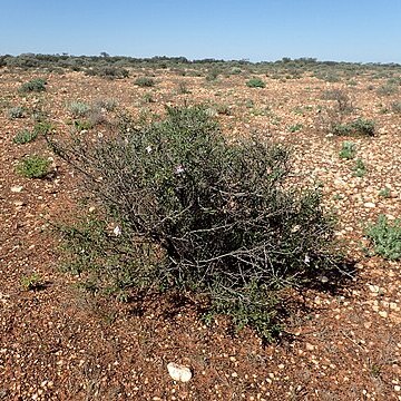 Eremophila spinescens unspecified picture