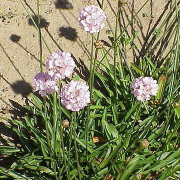 Armeria transmontana unspecified picture