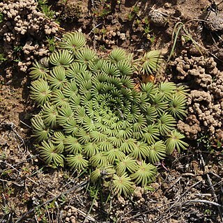 Oxalis palmifrons unspecified picture