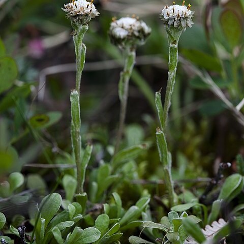 Antennaria monocephala unspecified picture