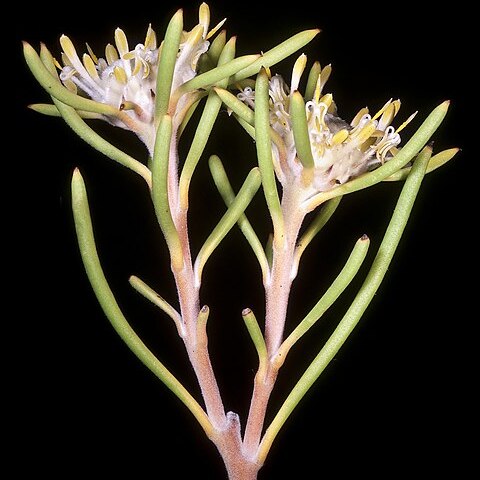 Isopogon drummondii unspecified picture